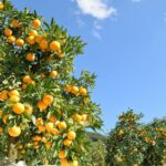 京都駅集合、京都発！貸切バスで行く♪関西を旅する団体旅行【和歌山の旅】