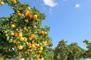 京都駅集合、京都発!貸切バスで行く♪関西を旅する団体旅行【和歌山の旅】