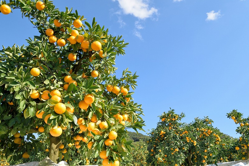 京都駅集合、京都発!貸切バスで行く♪関西を旅する団体旅行【和歌山の旅】